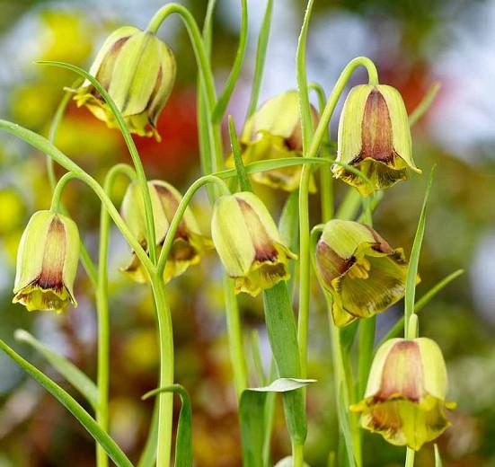 Fritillaria acmopetala, Pointed-Petal Fritillary, Spring Bloom, Mid Spring bloom, Late Spring bloom